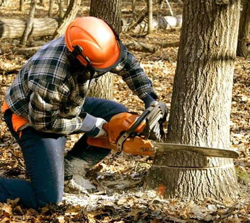 Tree Removal in Lisbon, LA